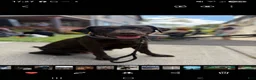 Labradoodle dogs for sale: Labradoodle 1 - Ad 11