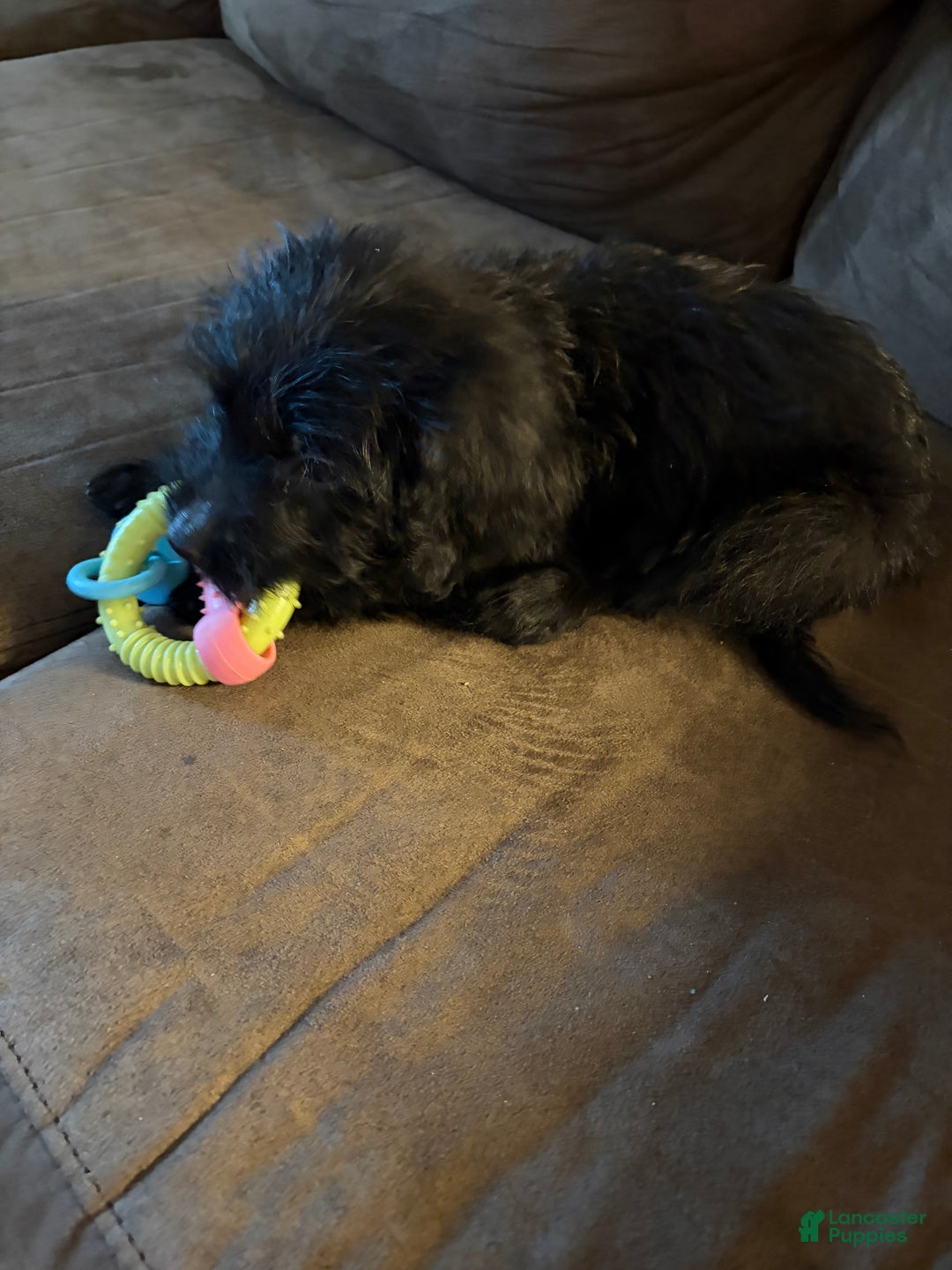 Labradoodle dogs for sale: Aspen - Ad 3