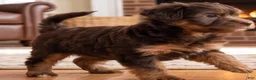 Yorkshire Terrier dogs for sale: Toby - Ad 3
