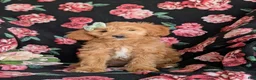 Mini Goldendoodle dogs for sale: Belinda Hypoallergenic - Ad 2