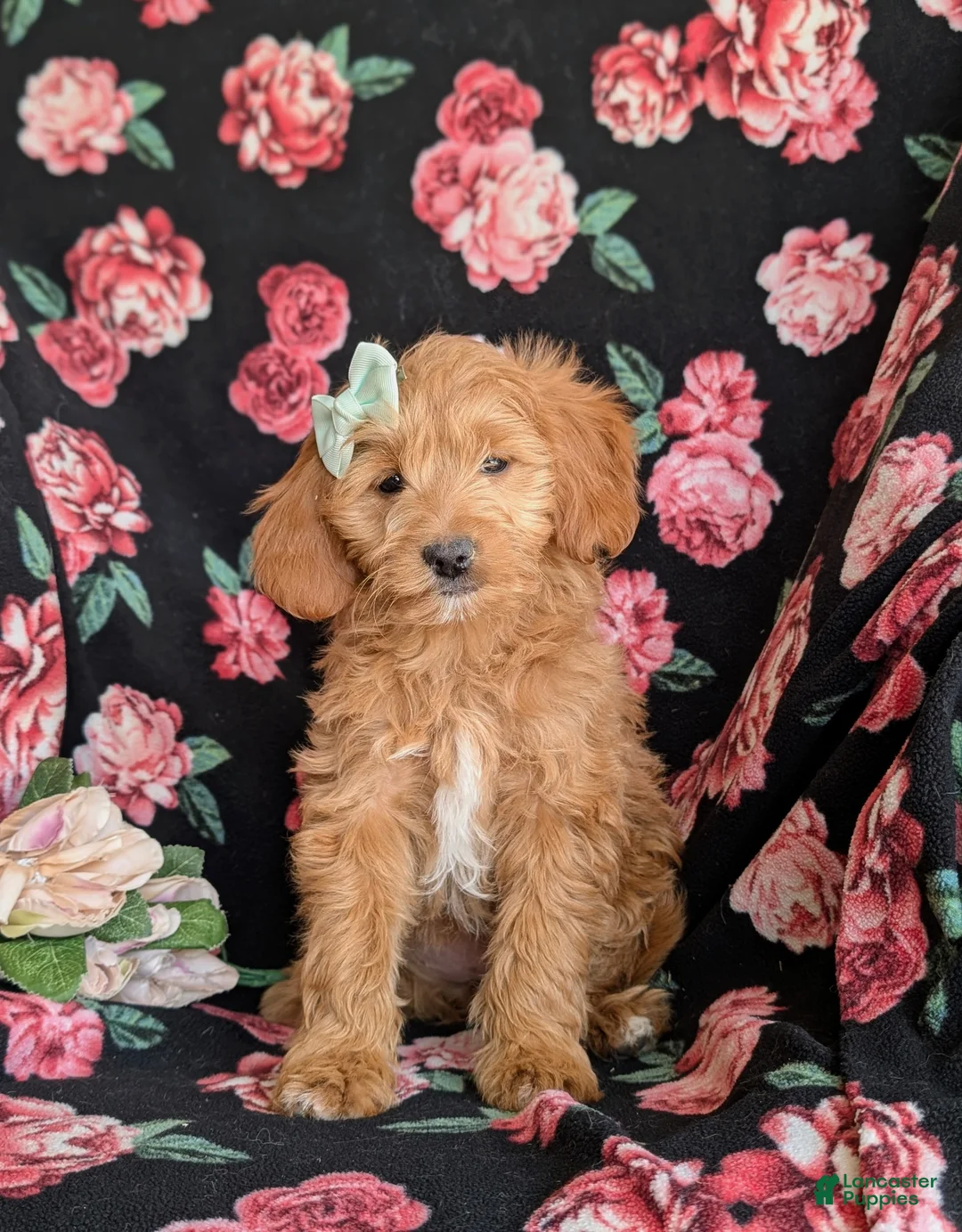 Mini Goldendoodle dogs for sale: Belinda Hypoallergenic - Ad 2