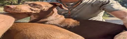 Mixed Breed dogs for sale: Miran - Ad 6