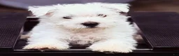 West Highland Terrier dogs for sale: Boy - Ad 2