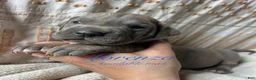 Great Dane dogs for sale: Lorenzo - Ad 1
