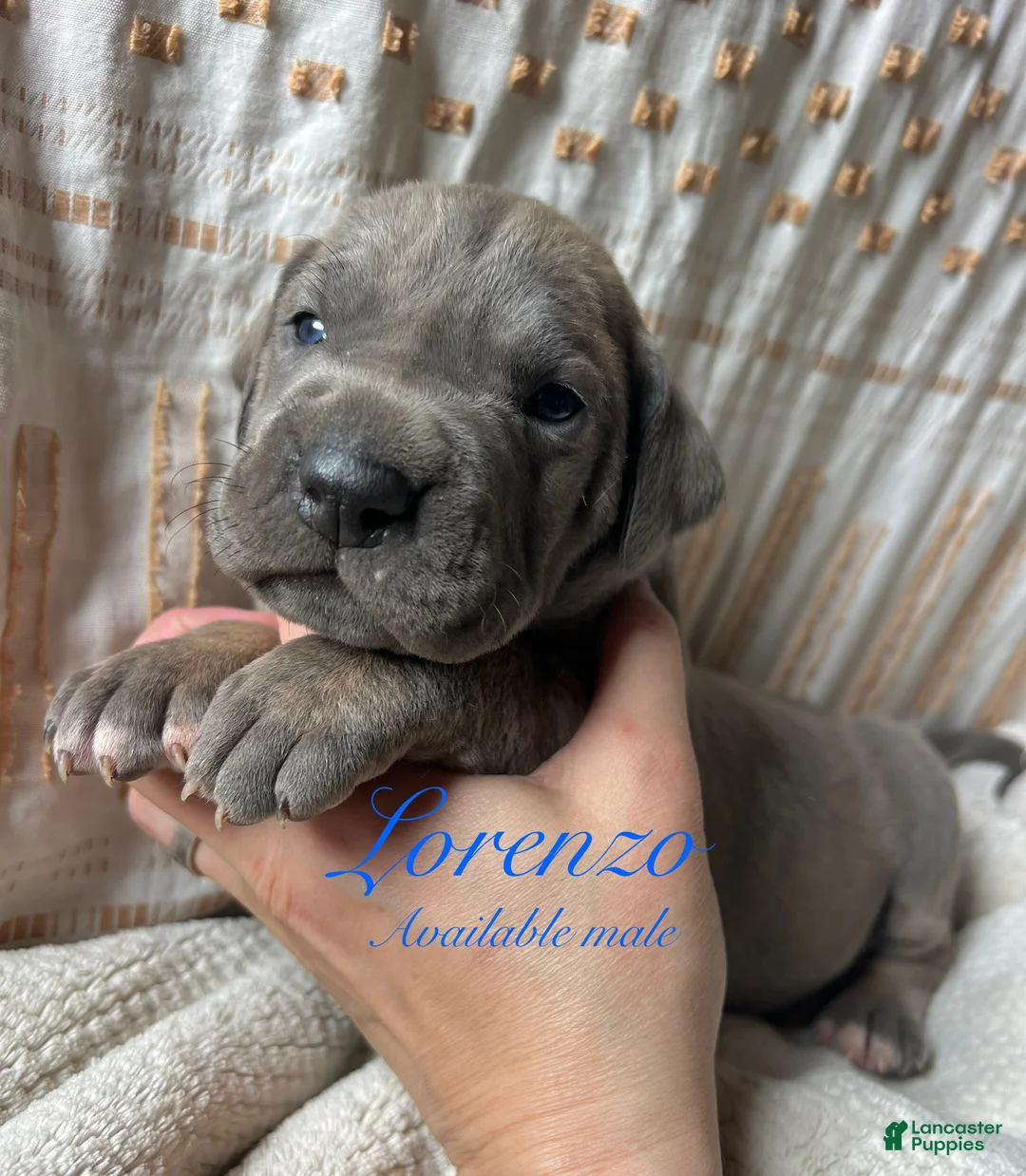 Great Dane dogs for sale: Lorenzo - Ad 1