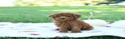 Toy Poodle dogs for sale: Graham - Ad 5