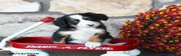 Mini Bernedoodle dogs for sale: Violet - Ad 3