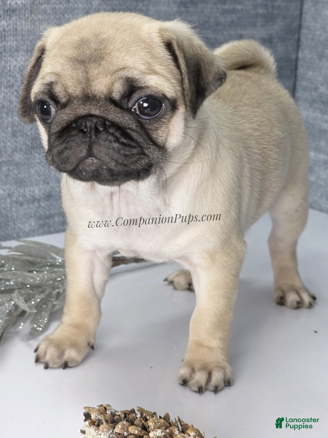 Pug dogs for sale: Marie Soft, Sweet, Playful Pug Pup! Great Christmas Present! - Ad 13