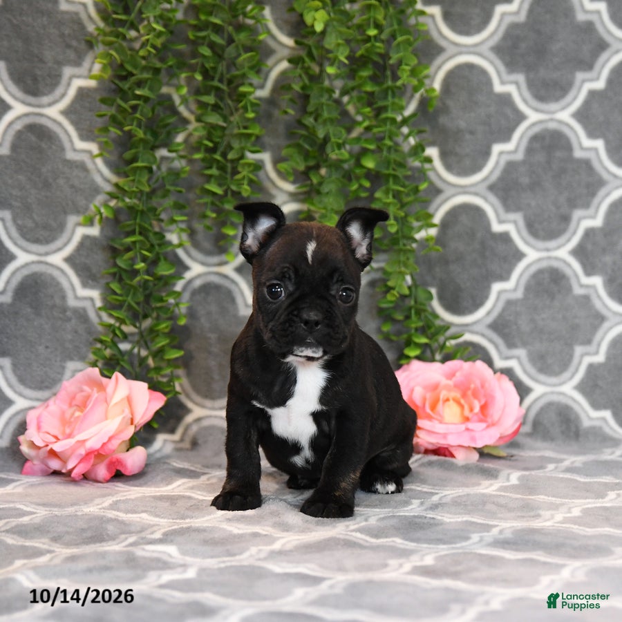 Frenchton dogs Molly - Ad 1