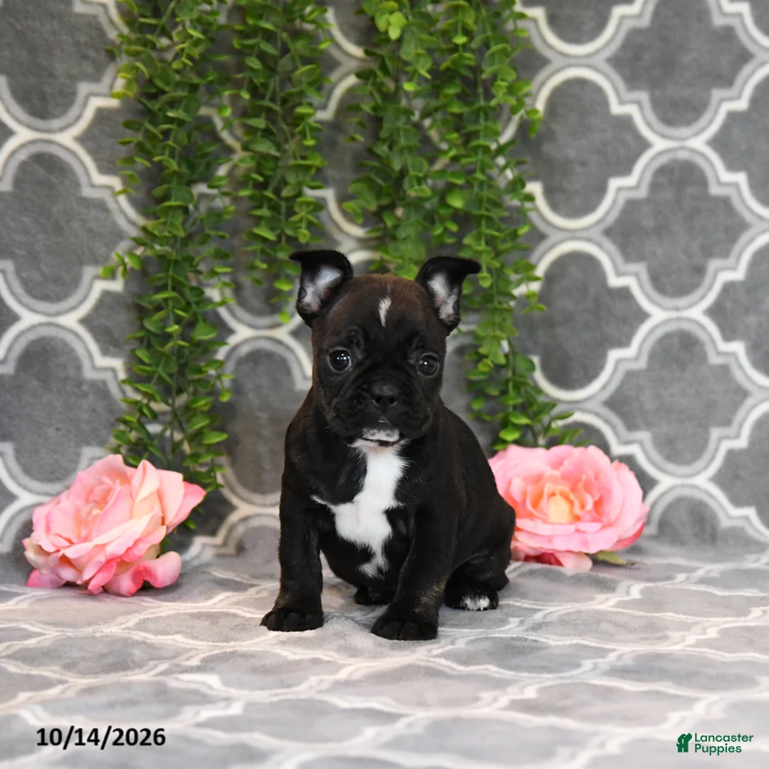 Frenchton dogs for sale: Molly - Ad 1