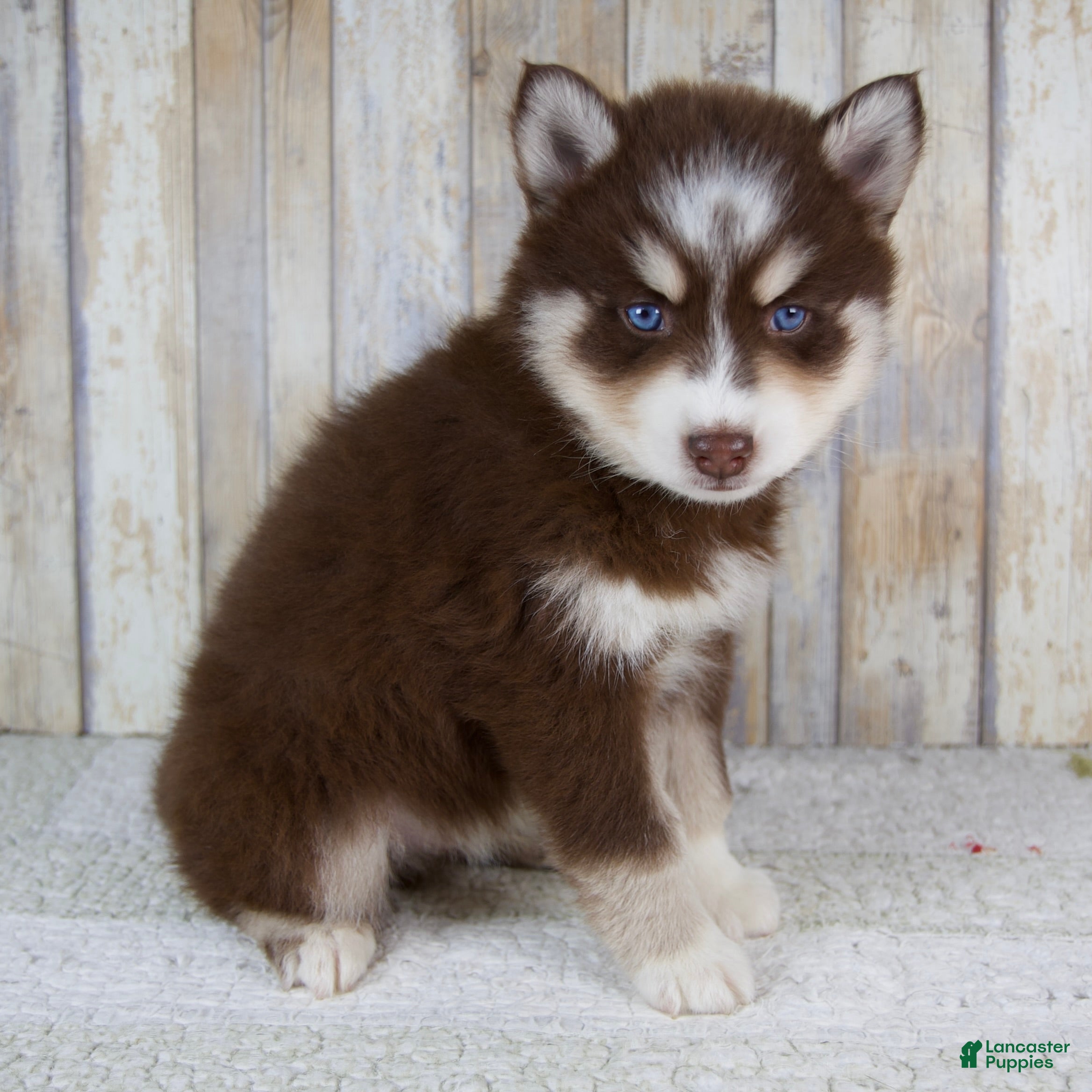 Pomsky dogs Bear - Ad 2