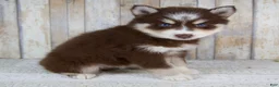 Pomsky dogs for sale: Bear - Ad 2
