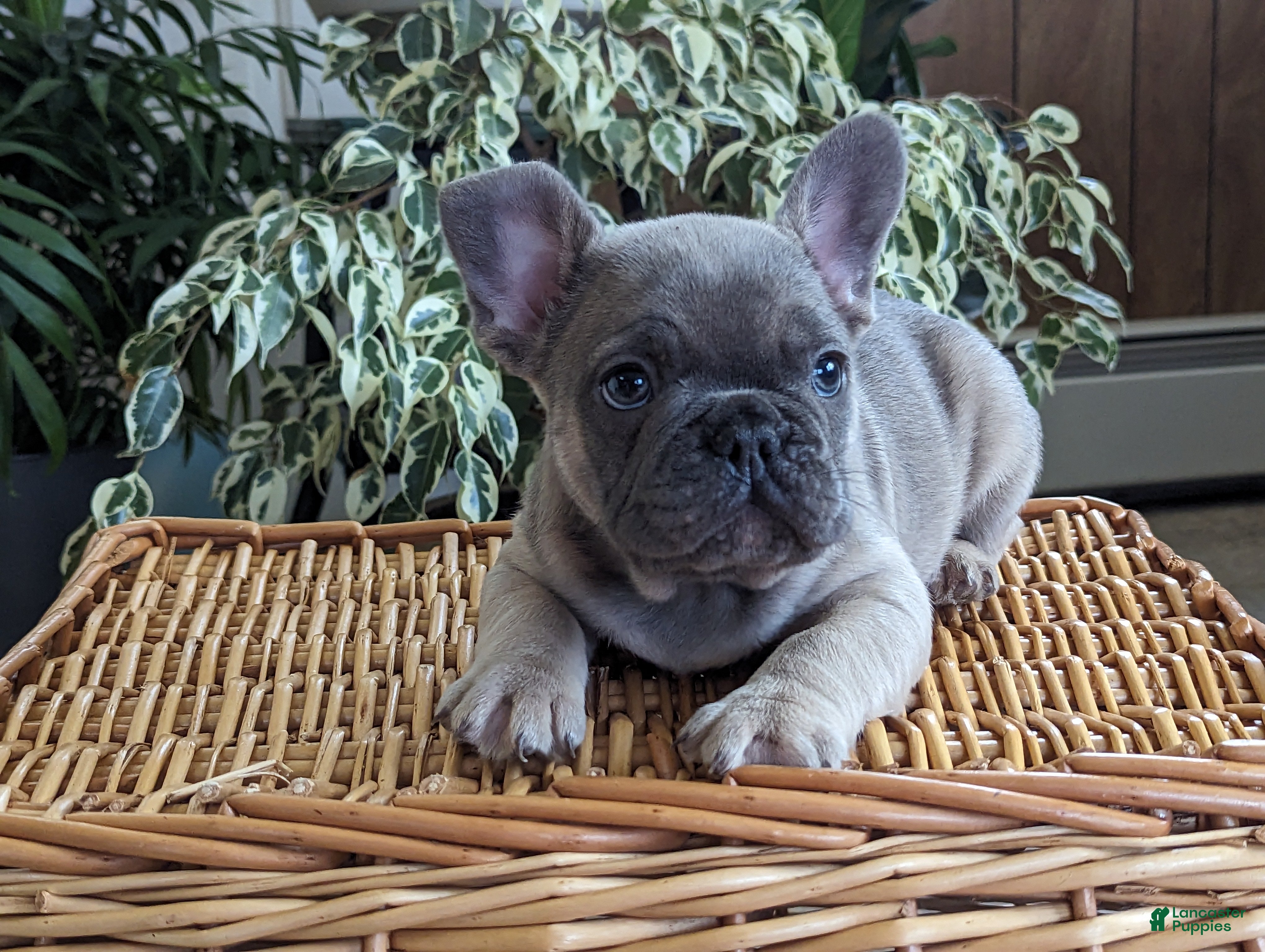 French Bulldog dogs for sale: Sam - Ad 2