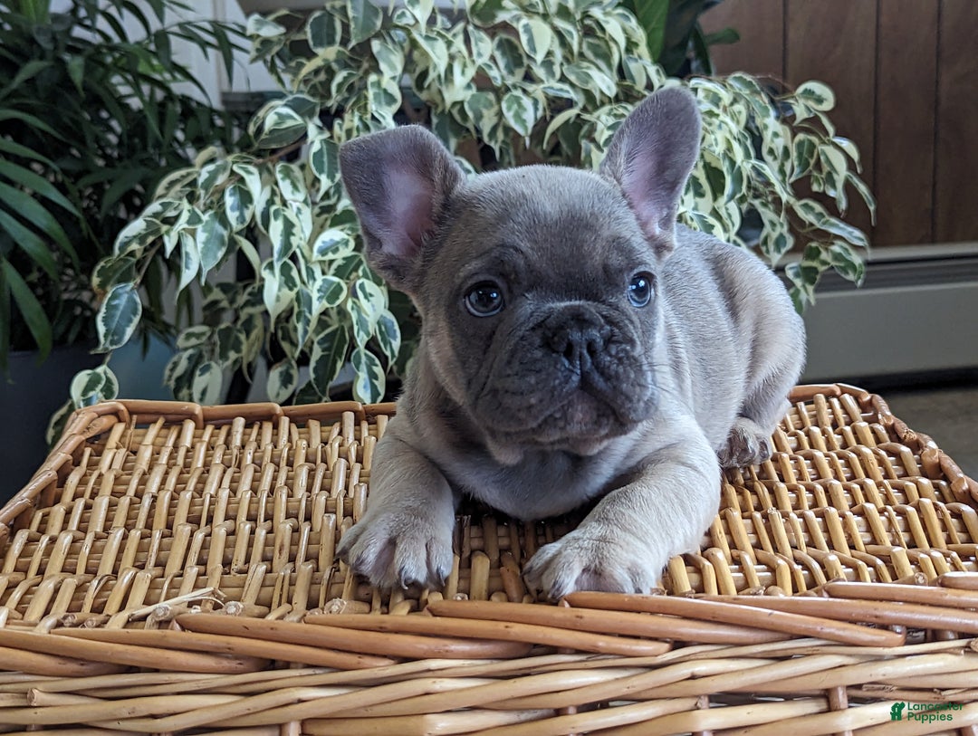 French Bulldog dogs for sale: Sam - Ad 1