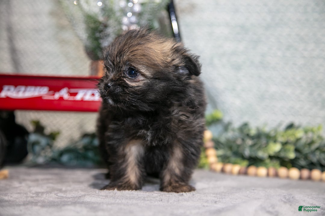 Mixed Breed dogs for sale: Greta - Ad 3