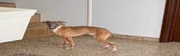 Italian Greyhound dogs for sale: Kenny - Ad 8