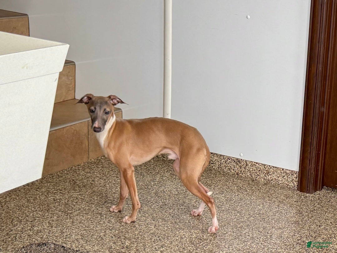 Italian Greyhound dogs for sale: Kenny - Ad 8