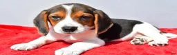 Beagle dogs for sale: Duke - Ad 8