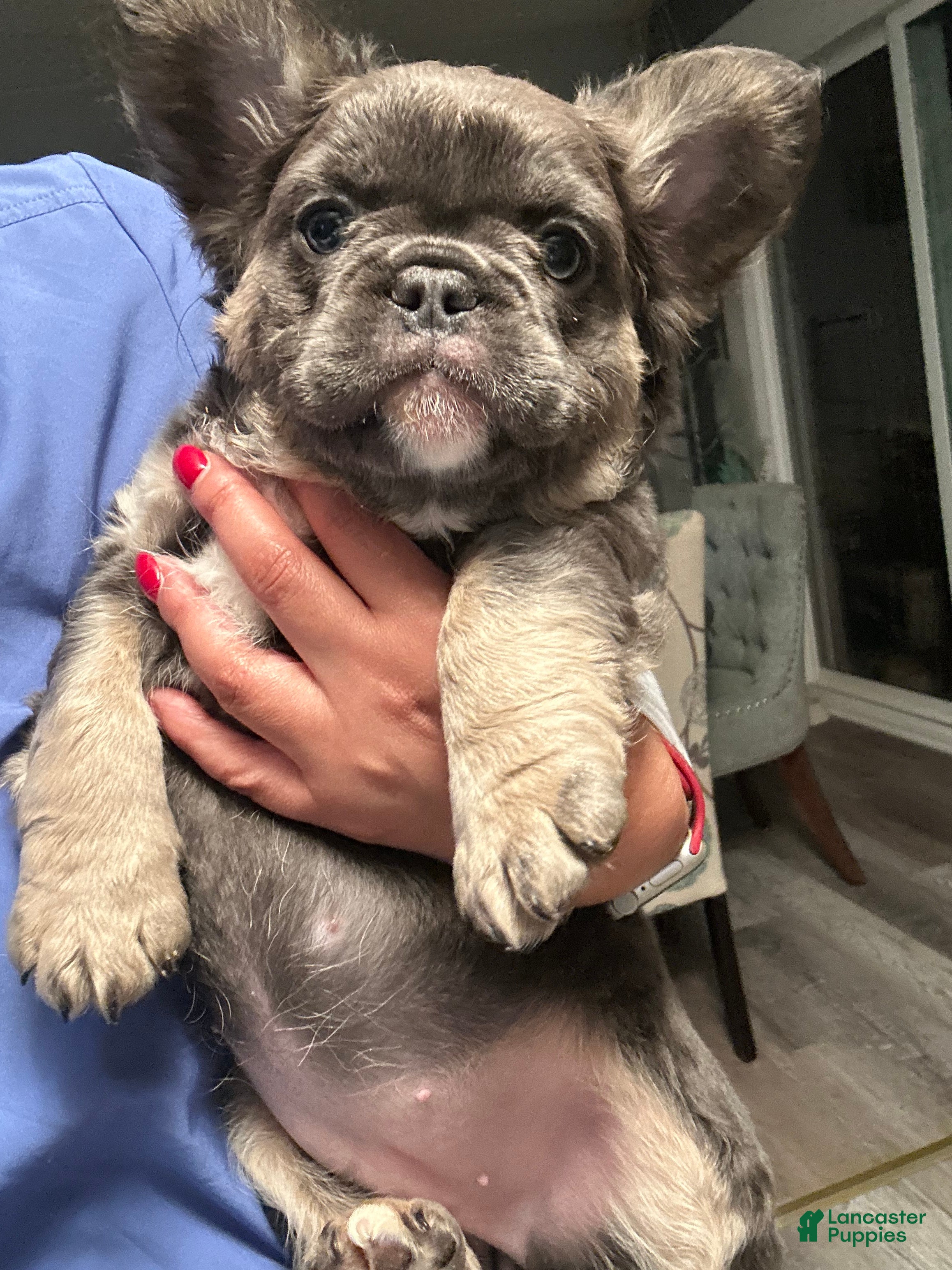 French Bulldog dogs French Bulldog Puppy 1 - Ad 1