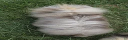 Pomeranian dogs for sale: Toast - Tri Lavender Merle - Ad 6
