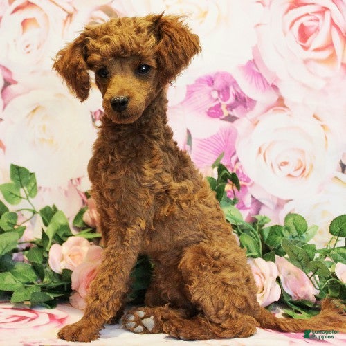 Toy Poodle dogs Dustin - Ad 2