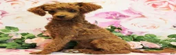 Toy Poodle dogs for sale: Dustin - Ad 2