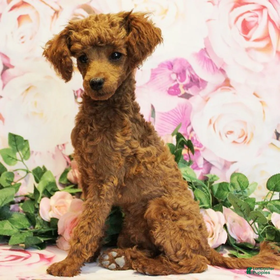 Toy Poodle dogs for sale: Dustin - Ad 2