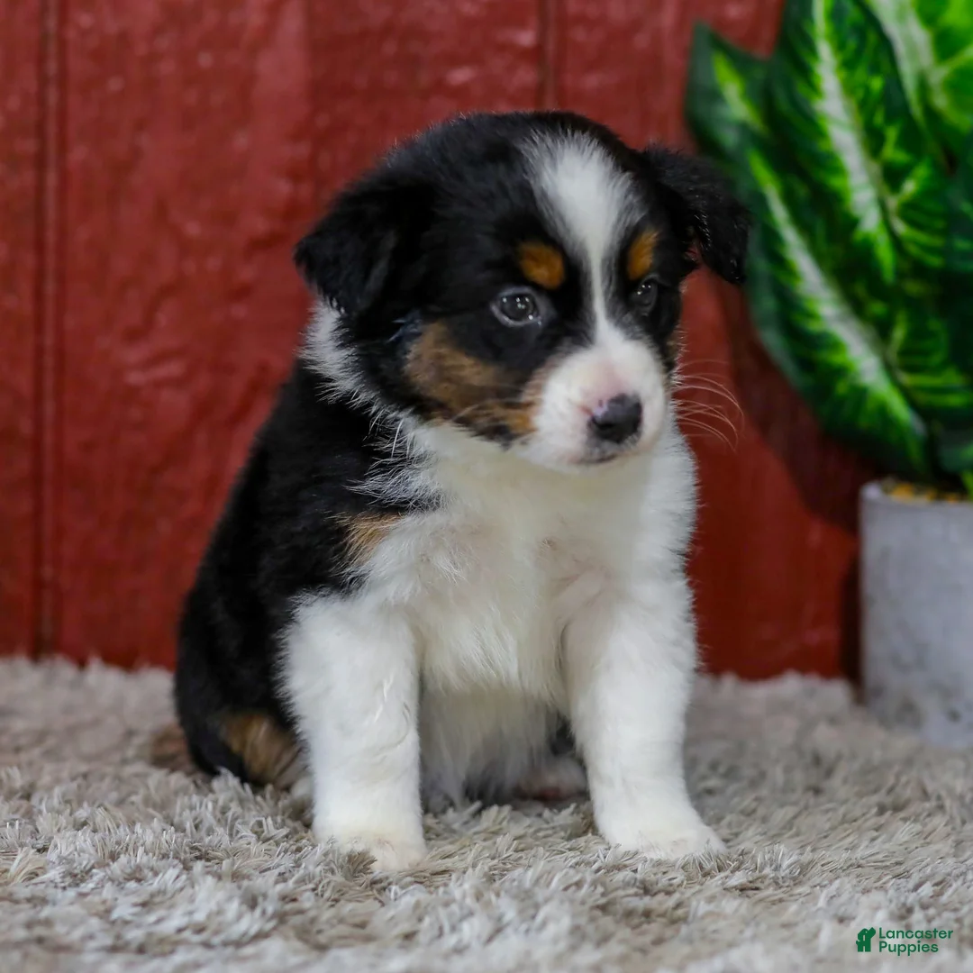 Miniature Australian Shepherd dogs for sale: Yates - Ad 2