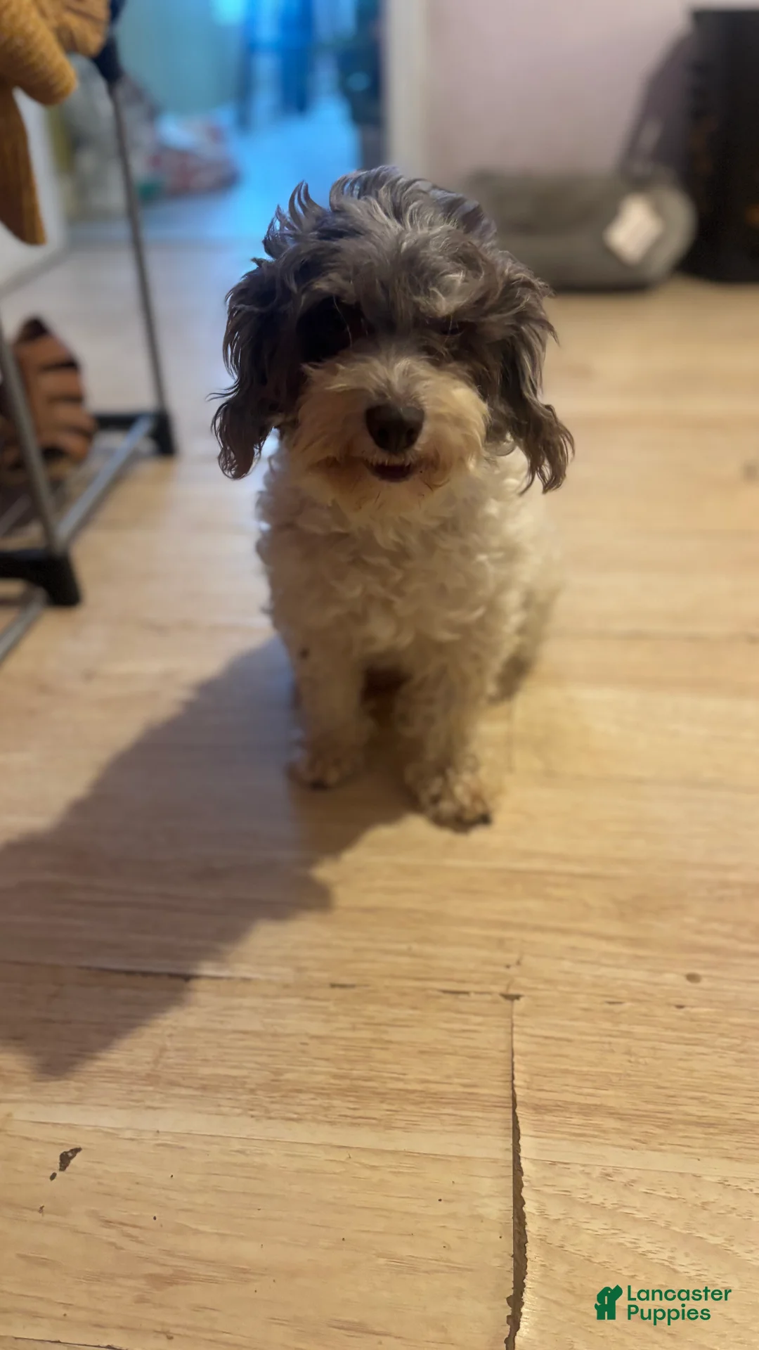 Toy Poodle dogs for sale: Toy Poodle Puppy 1 - Ad 6