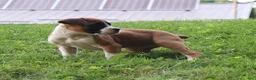 Boxer dogs for sale: Piper - Ad 11