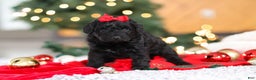 Mini Goldendoodle dogs for sale: Pippa  - Ad 3