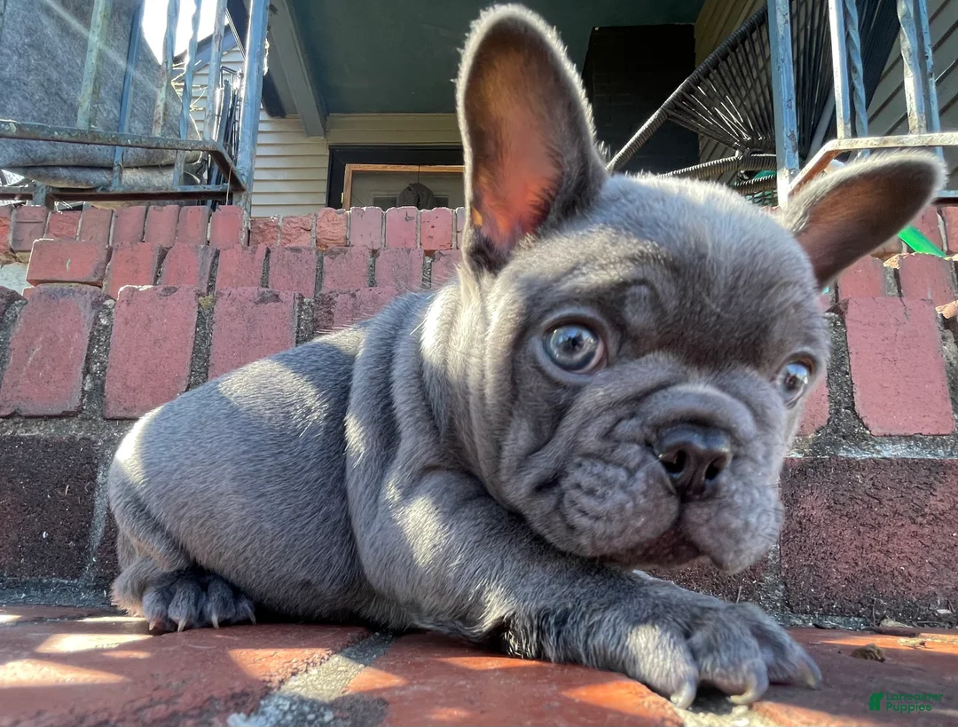 French Bulldog dogs for sale: Munchy - Ad 1