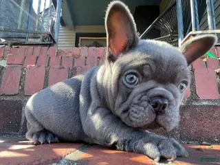 French Bulldog dogs for sale: Munchy - Ad 3