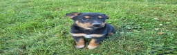 Mixed Breed dogs for sale: Jack  - Ad 2