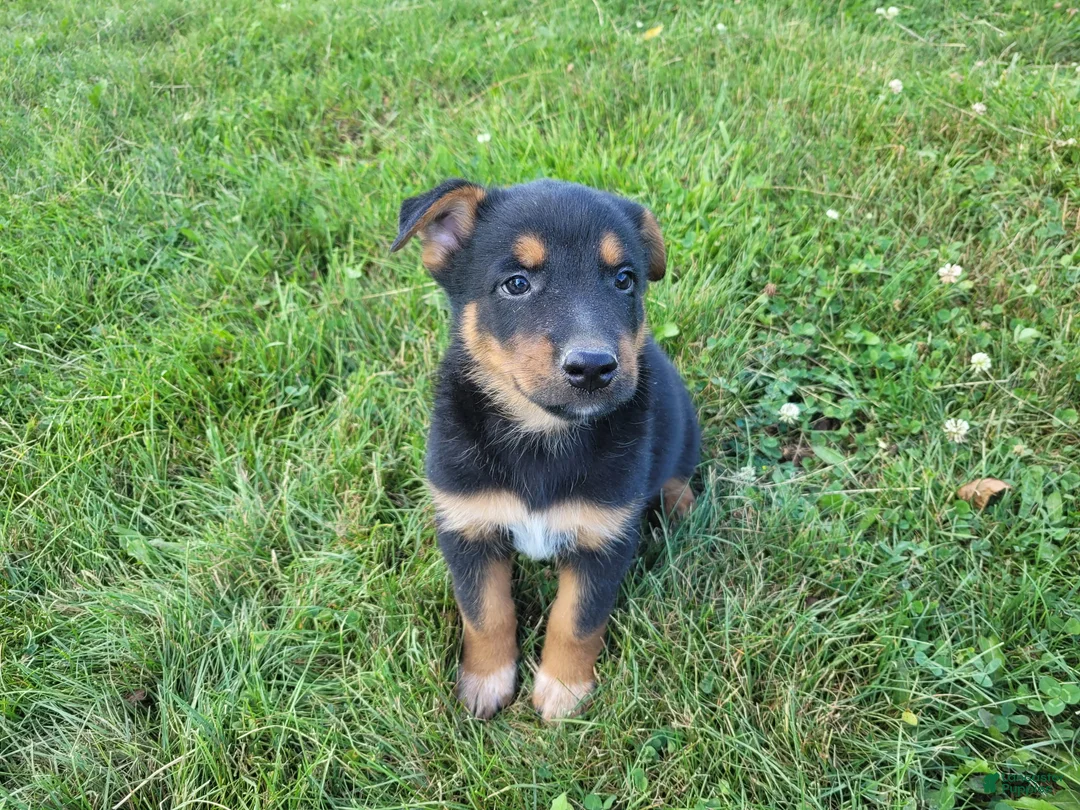 Mixed Breed dogs for sale: Jack  - Ad 2