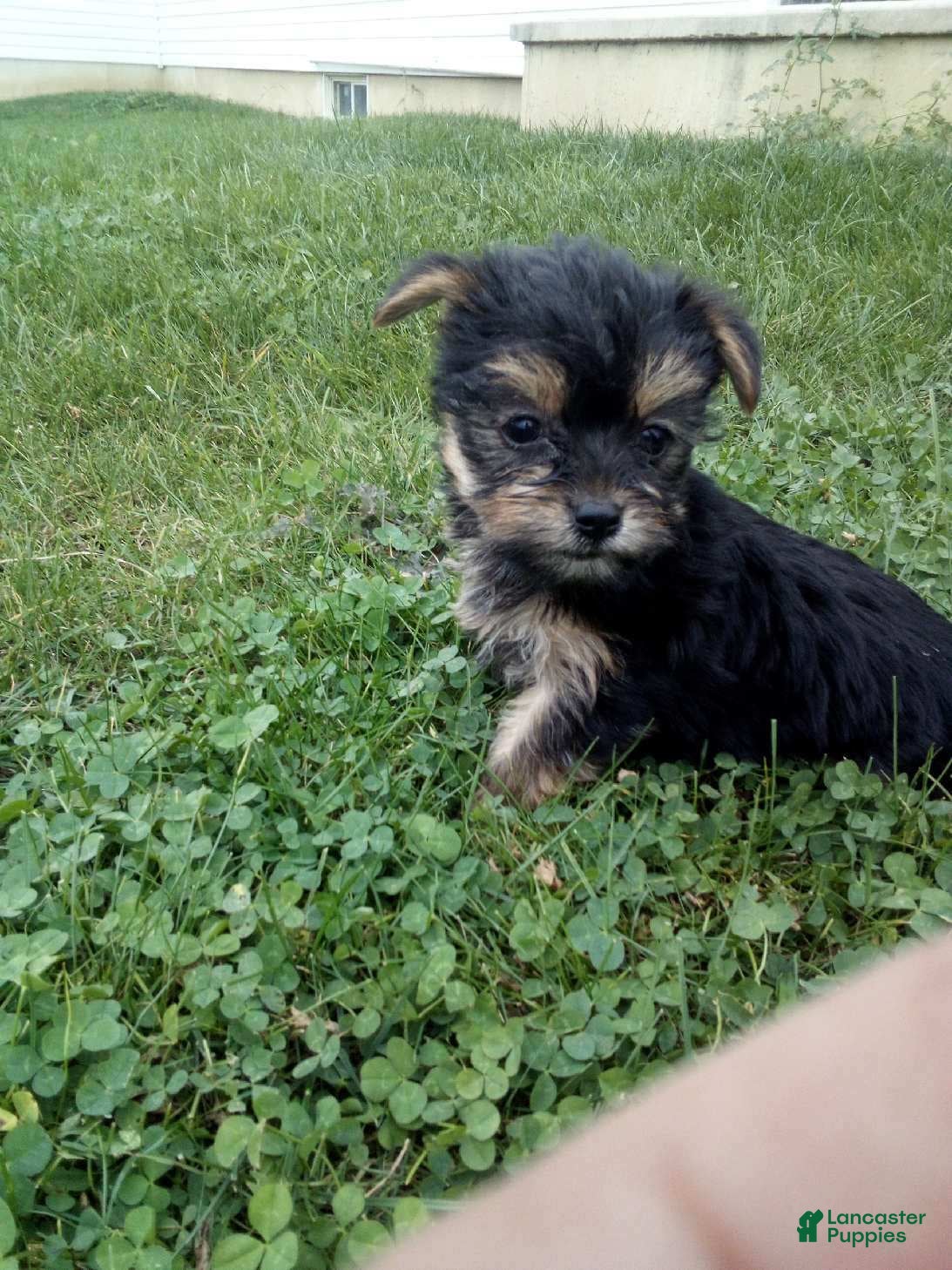 Yorkshire Terrier dogs for sale: Rachel - Ad 20