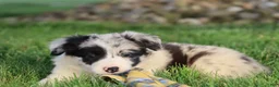Border Collie dogs for sale: Denim - Ad 7