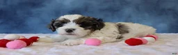 Shihpoo dogs for sale: Parker - Ad 2