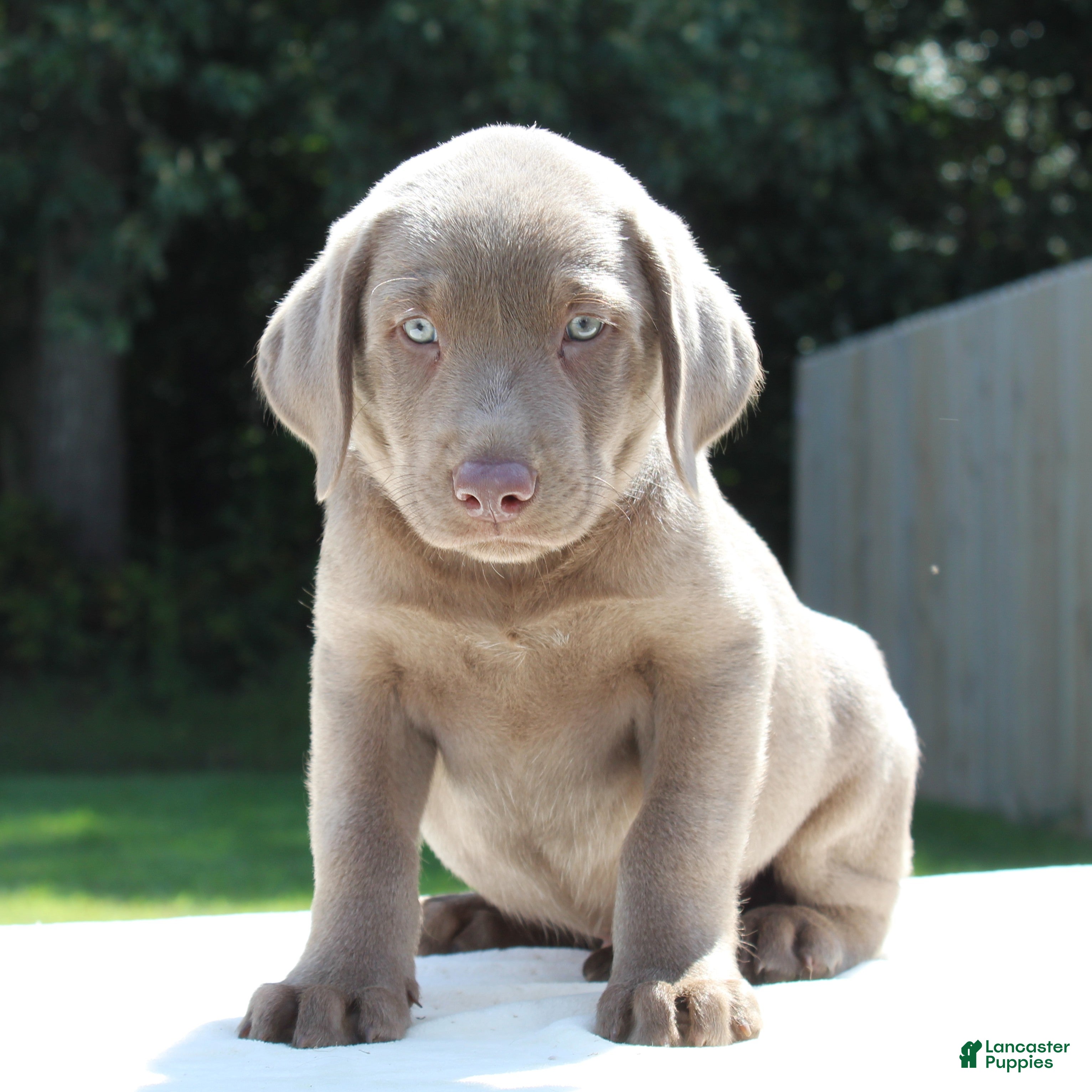 Labrador Retriever dogs Tigger - Ad 1