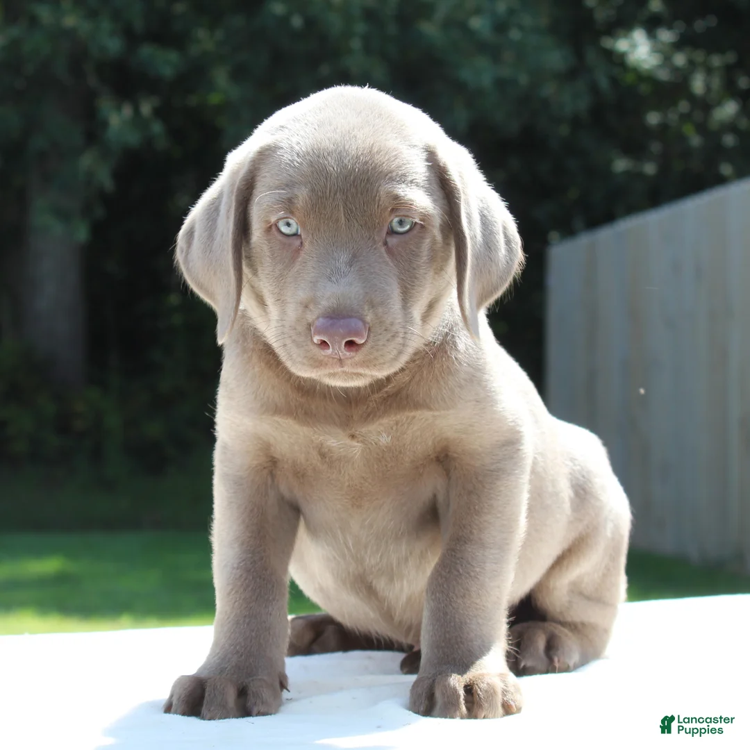 Labrador Retriever dogs for sale: Tigger - Ad 1