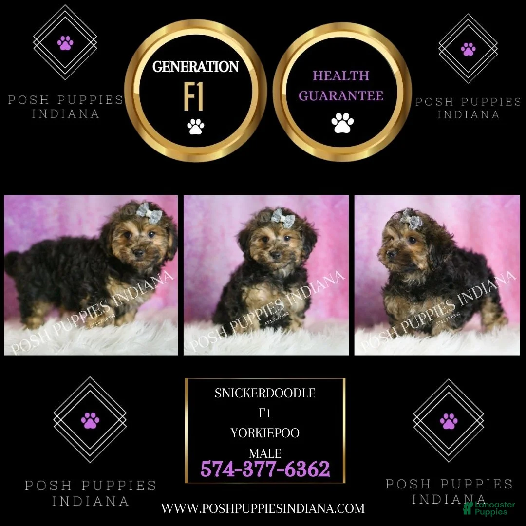 Yorkiepoo dogs for sale: Snickerdoodle - Ad 2