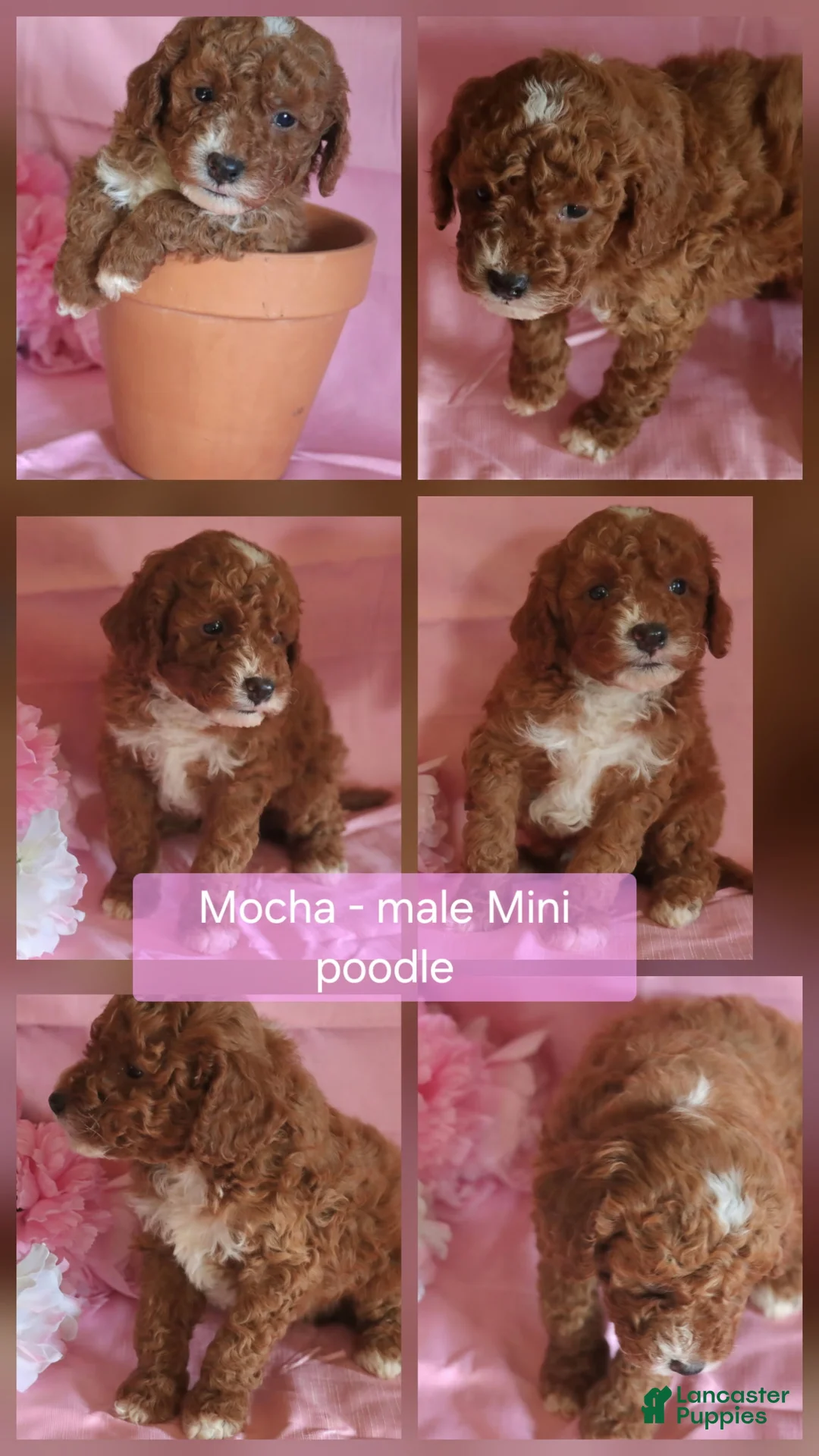Miniature Poodle dogs for sale: Mocha - Ad 1