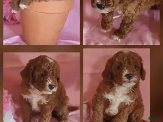 Miniature Poodle dogs Mocha - Ad 12