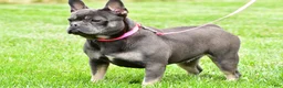 French Bulldog dogs for sale: Cooper - Ad 9
