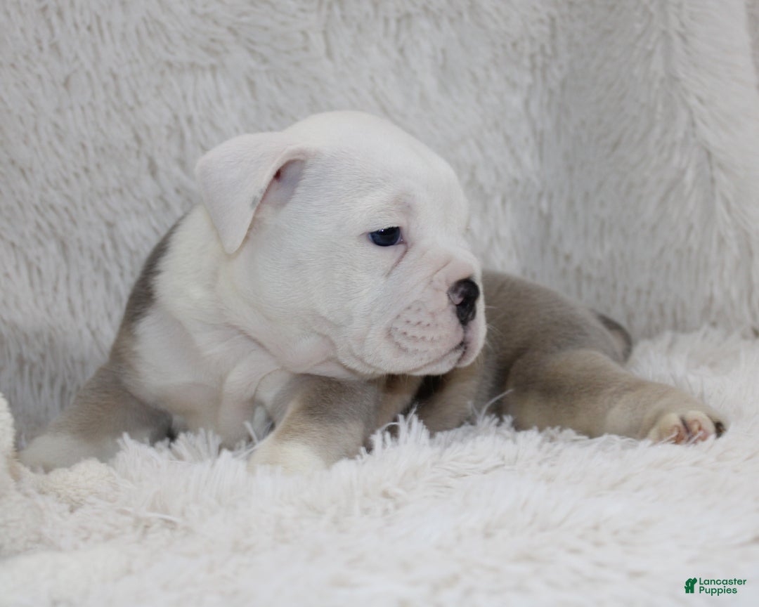 English Bulldog dogs for sale: Reece - Ad 8