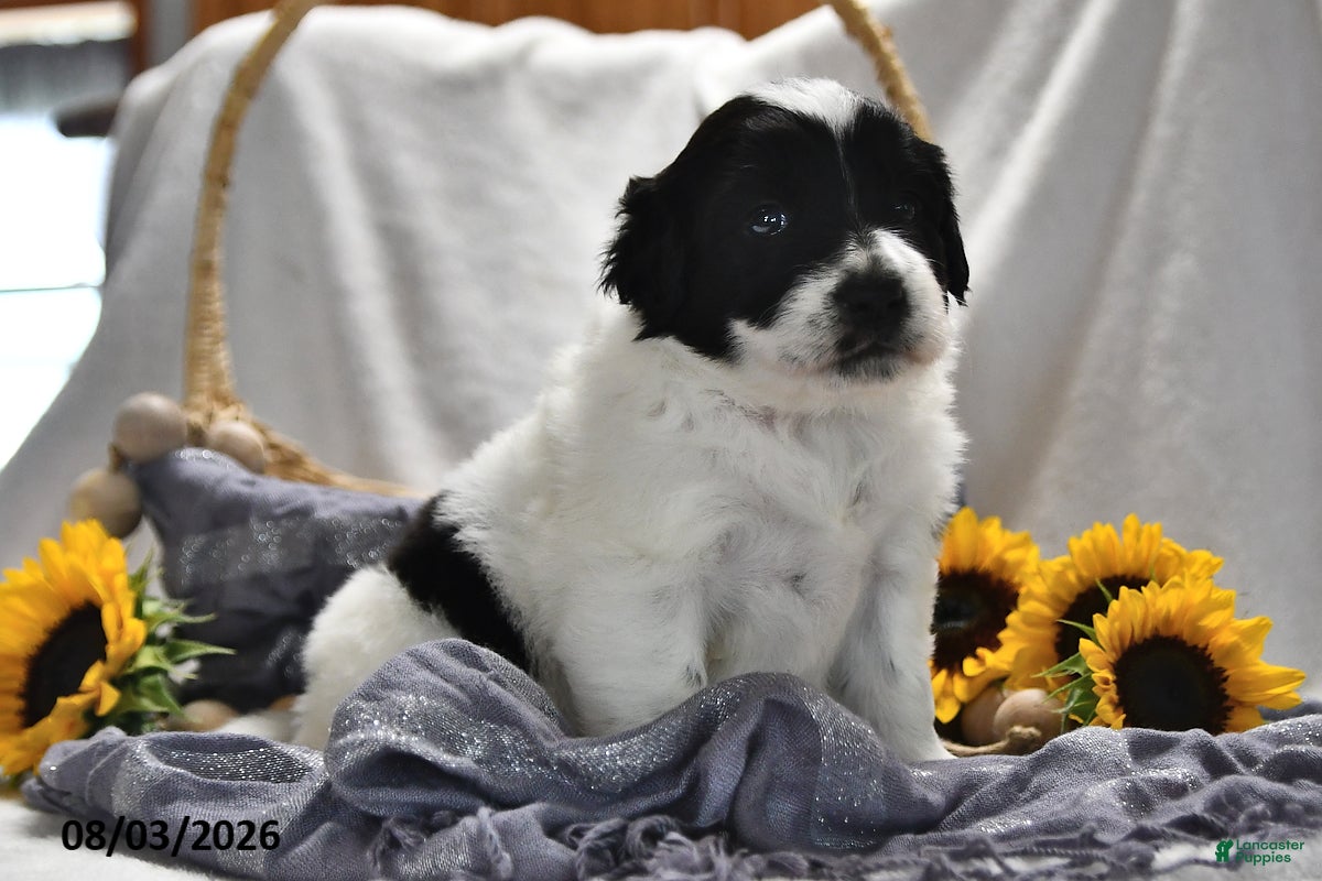 Portuguese Water Dog dogs Glory - Ad 2