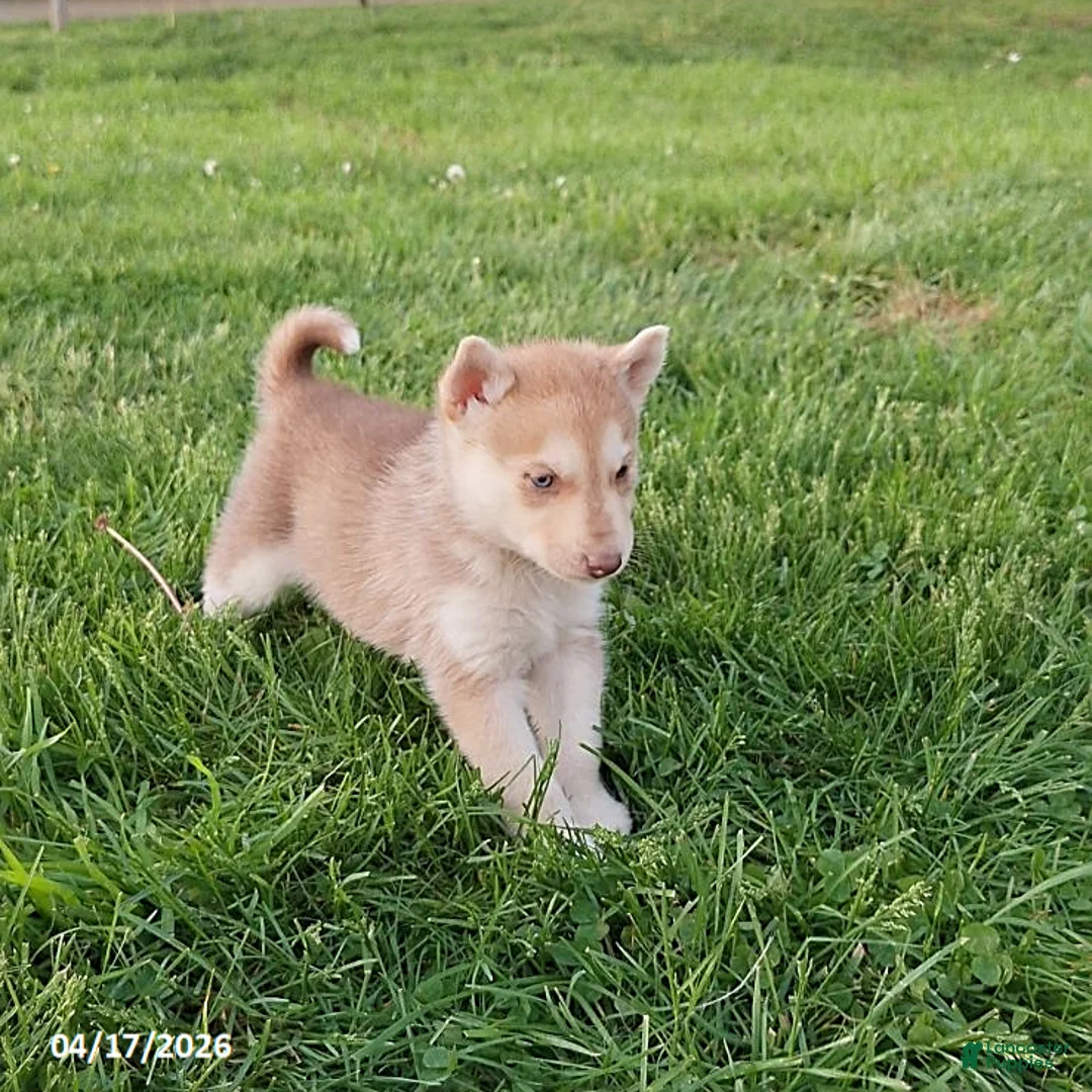 Gerberian Shepsky dogs for sale: Rusty - Ad 2