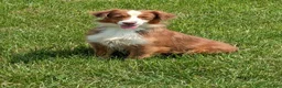 Miniature Australian Shepherd dogs for sale: Lynn - Ad 7