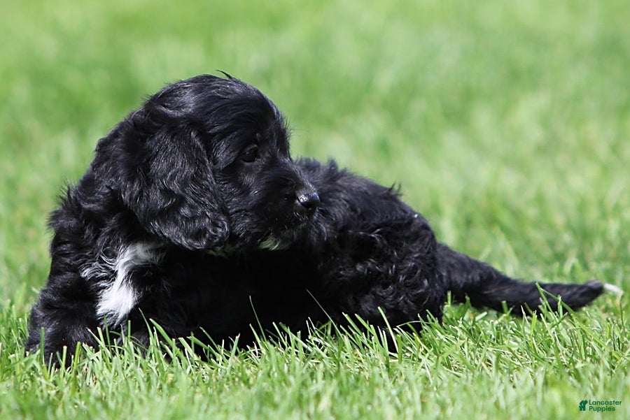 Mixed Breed dogs Basil - Ad 1