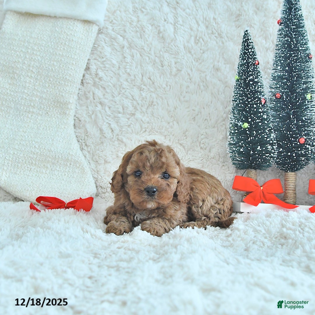 Cavapoo dogs for sale: Tinsel - Ad 3